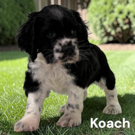 puppy, for, sale, Cocker Spaniel, Joe & Cherri  Overlease, dog, breeder, Miller, MO, dog-breeder, puppy-for-sale, forsale, nearby, find, puppyfind, locator, puppylocator, aca